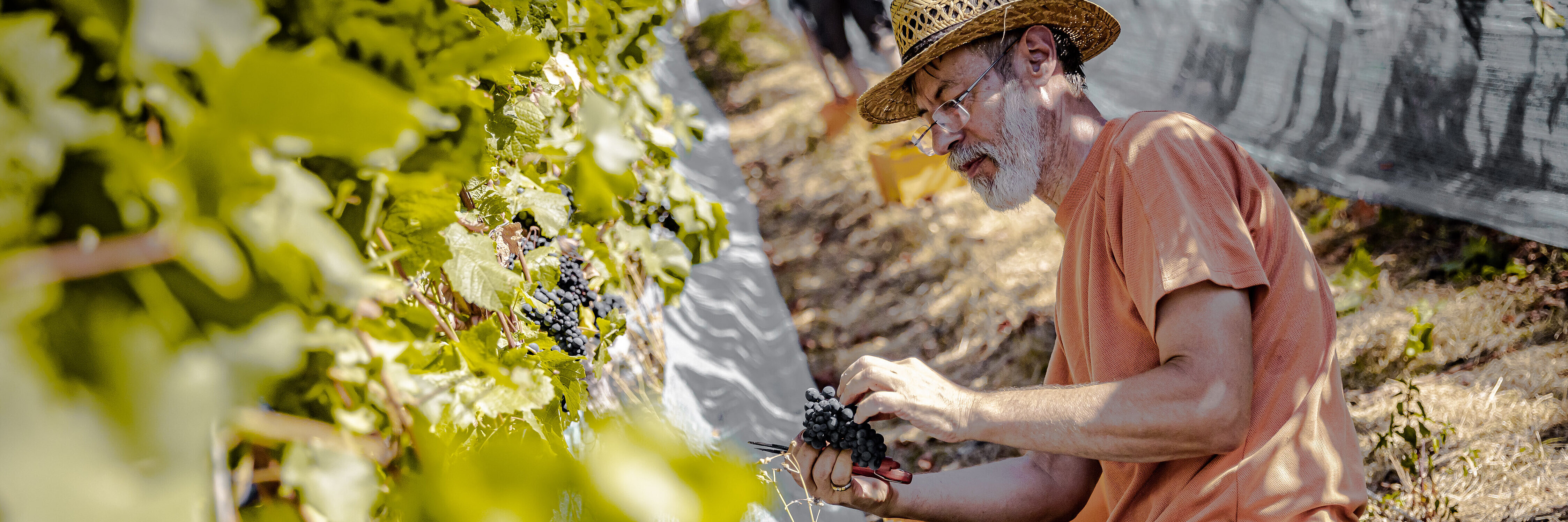 Ahrwinzer bei der Weinlese