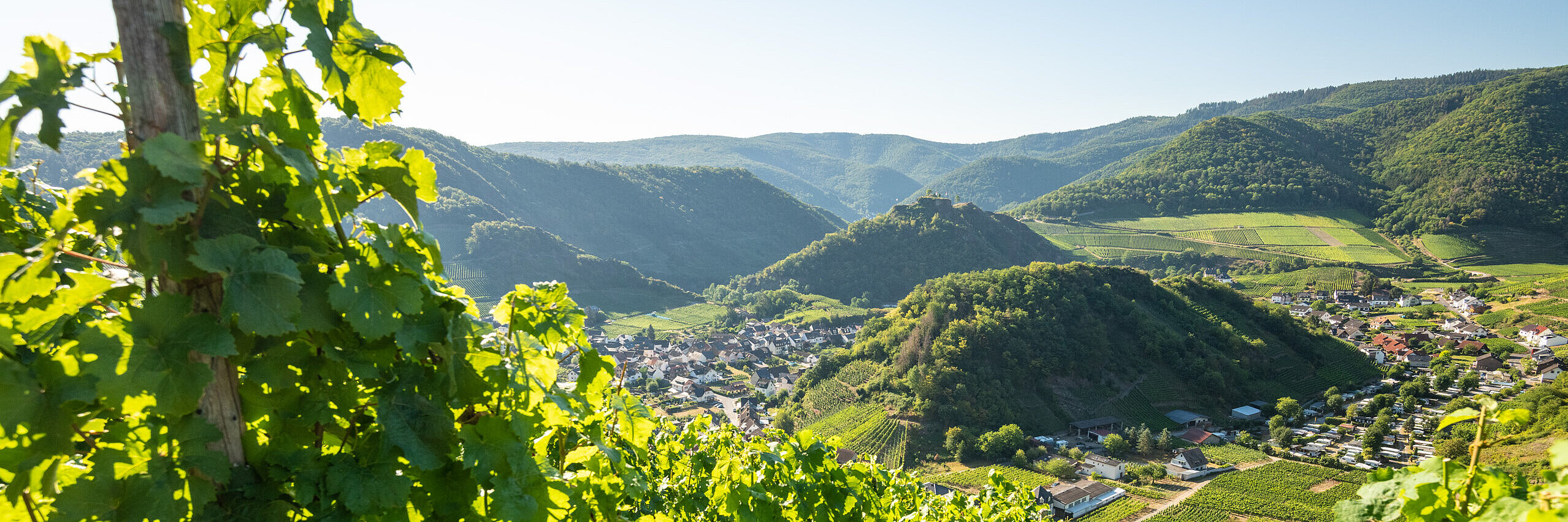 Blick durch die Weinberge auf das Ahrtal