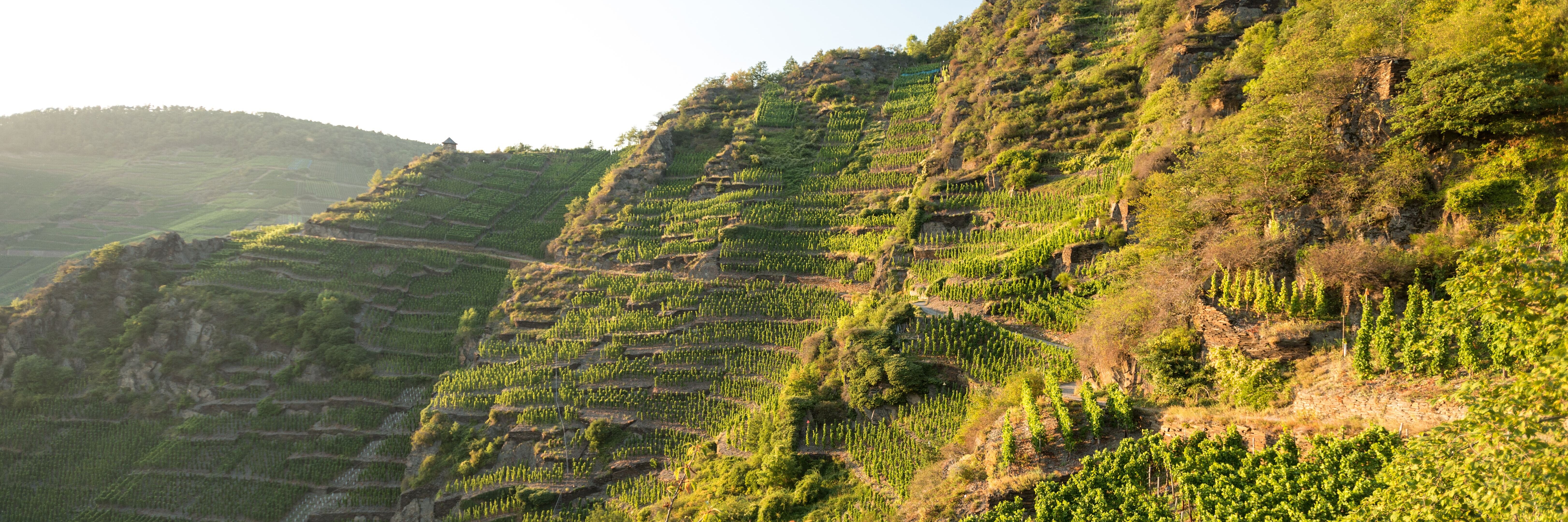 Steile Weinbergterrassen bei Mayschoß