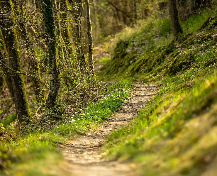 über kleine Waldpfade