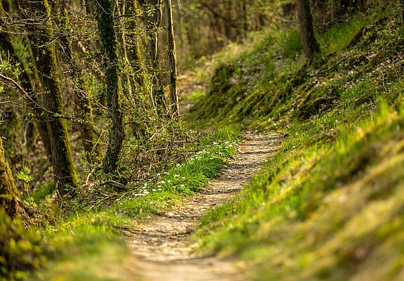 über kleine Waldpfade