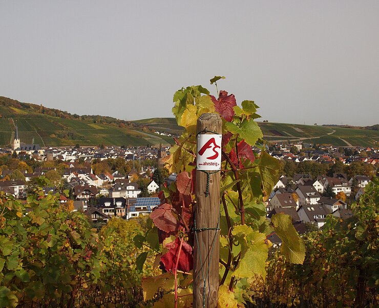 Weinberge bei Ahrweiler