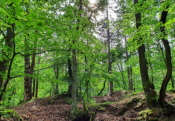 Erholungswald am Neuenahrer Berg