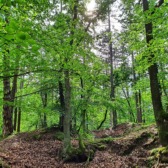 Erholungswald am Neuenahrer Berg