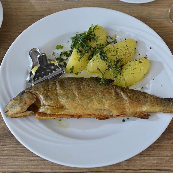 Ahrtaler Forelle Müllerin