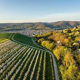 Birnensortengarten
