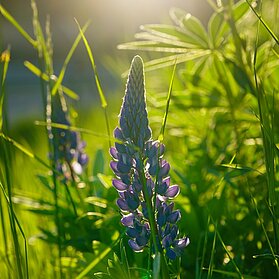 Wilde Lupine