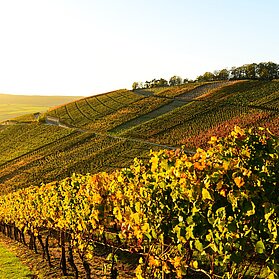 Weinberge im Ahrtal