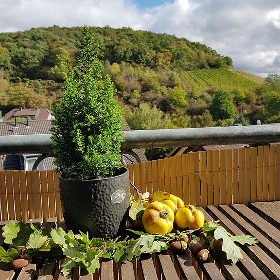 Aussicht auf Weinberg und Wald