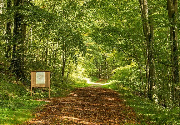 Weg Richtung Aremberg