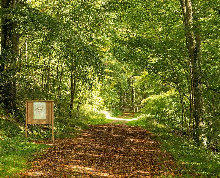 Weg Richtung Aremberg