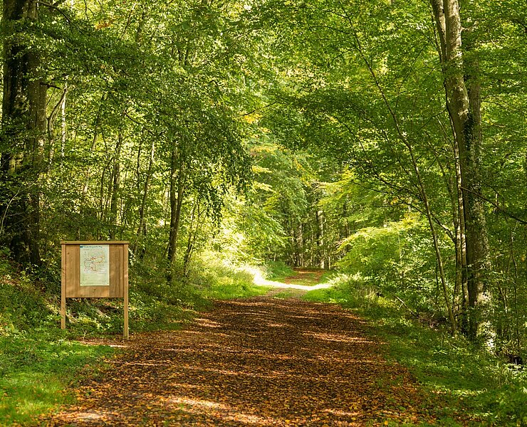 Weg Richtung Aremberg