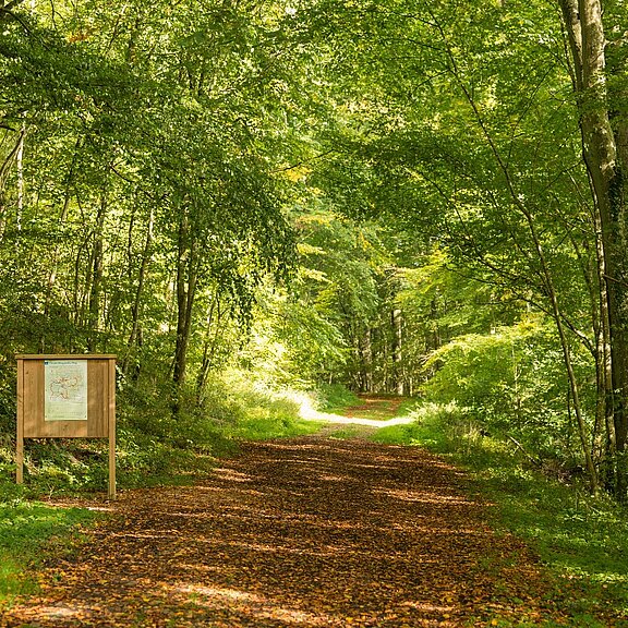 Weg Richtung Aremberg
