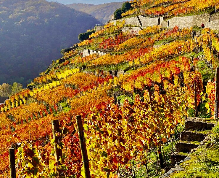 Weinlage Alte Lay - Walporzheim