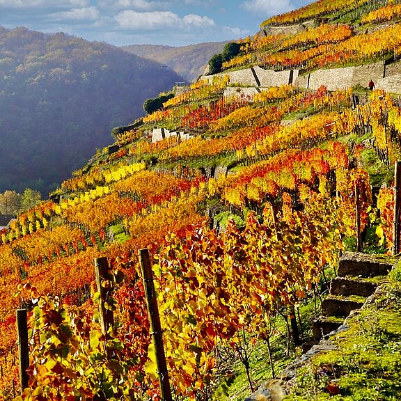 Weinlage Alte Lay - Walporzheim