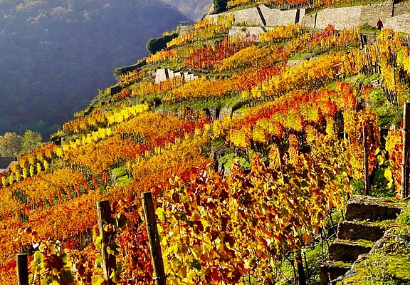 Weinlage Alte Lay - Walporzheim