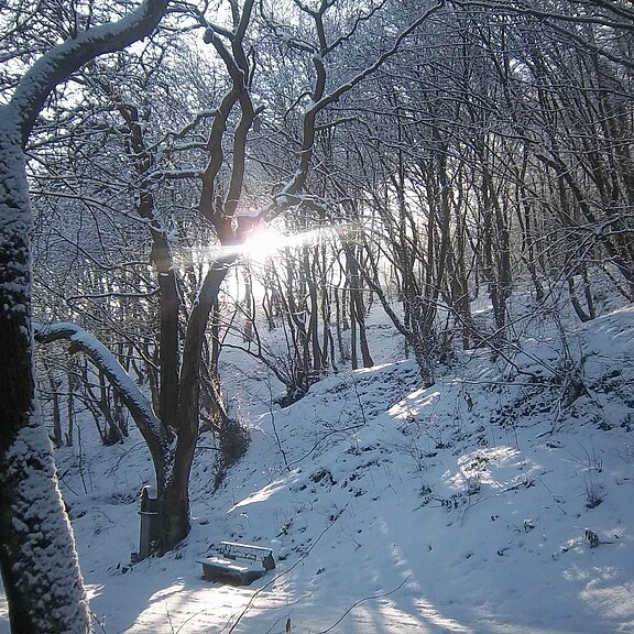 Im Winter immer wieder Schnee an der Landskrone