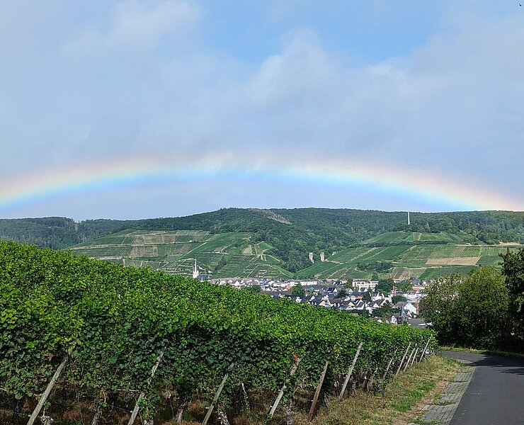 Weinberge