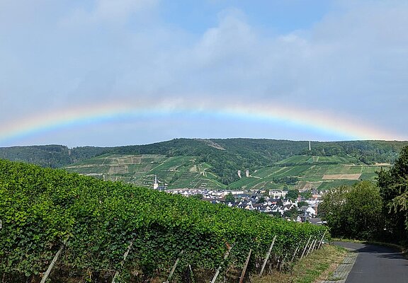 Weinberge