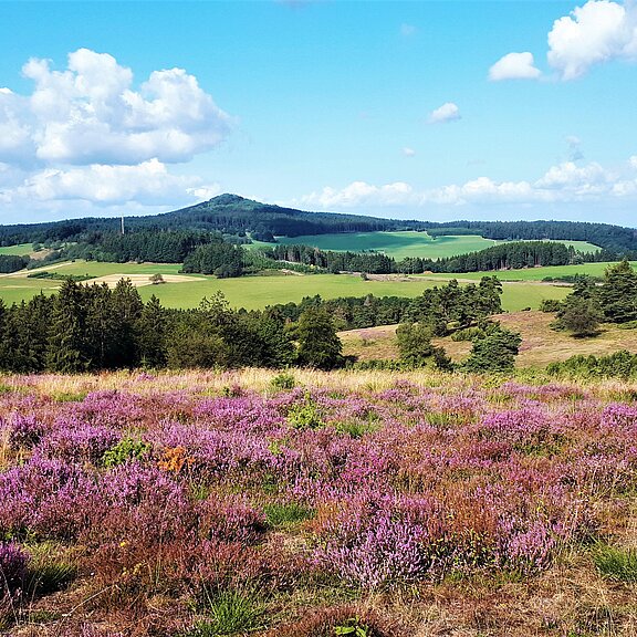 Heidelandschaft in der Eifel