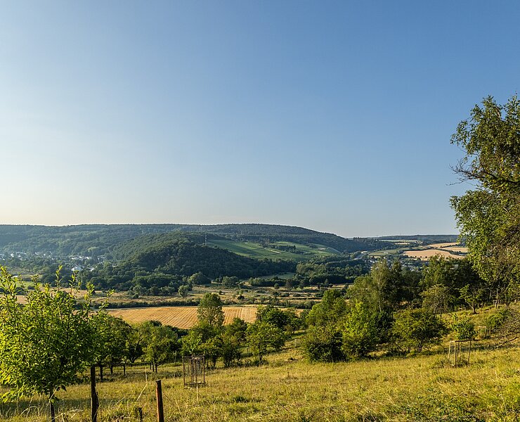 Orchideenwiese Lohrsdorf