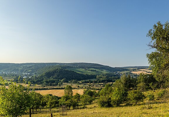 Orchideenwiese Lohrsdorf
