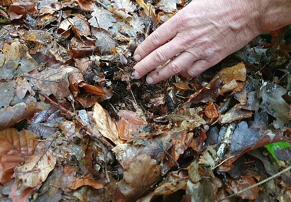 Waldbaden mit RobinWoods