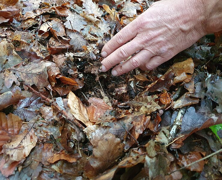 Waldbaden mit RobinWoods