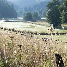 Morgensonne in der Eifel