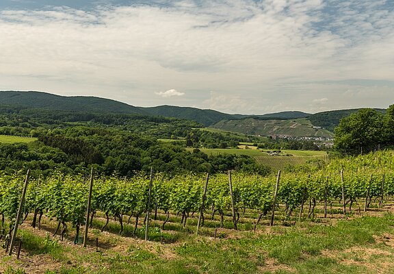 Ahrsteig Blick auf Weinberge