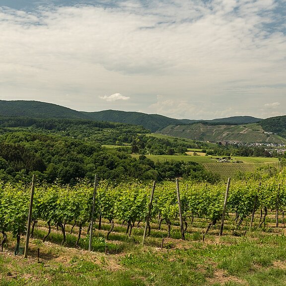 Ahrsteig Blick auf Weinberge