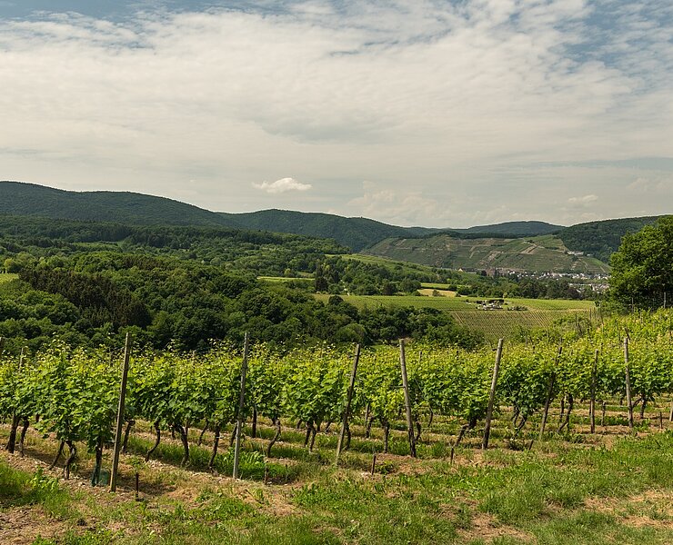 Ahrsteig Blick auf Weinberge