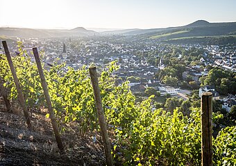 Weinberge Ahrweiler