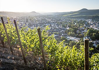 Weinberge Ahrweiler