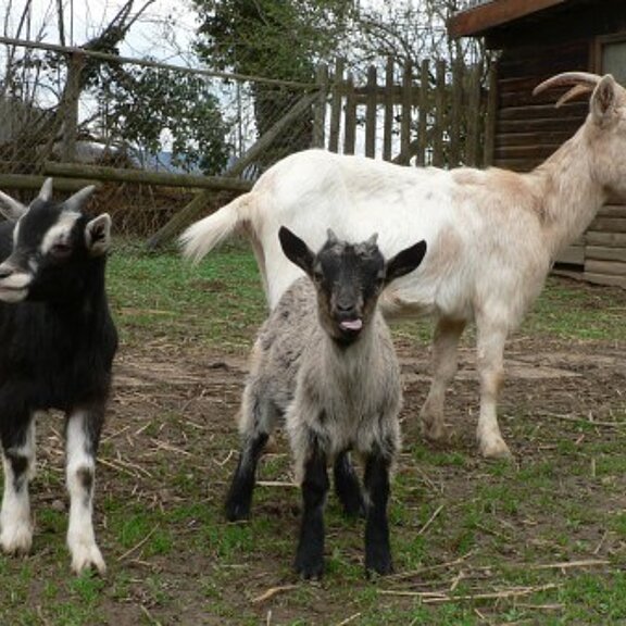 Tiergehege Schwanenteich, Ahrtal, Sinzig, Bad Bodendorf, Ahrradweg, Ahrtalweg, Tiere