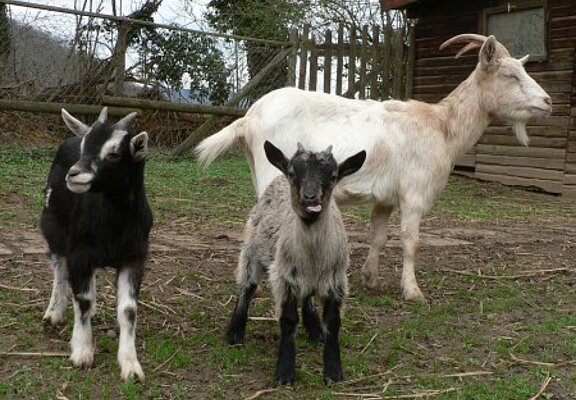 Tiergehege Schwanenteich, Ahrtal, Sinzig, Bad Bodendorf, Ahrradweg, Ahrtalweg, Tiere
