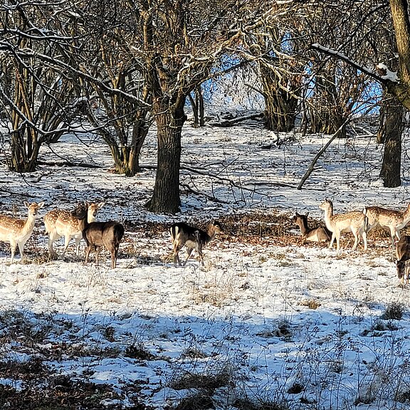 Damwildzucht fußläufig entfernt