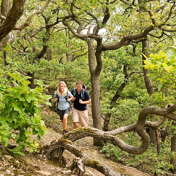 Weg zum Krausberg-Dernau