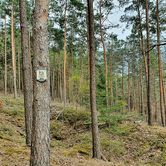 Wandern im Wald zwischen Ahrweiler und Ramersbach