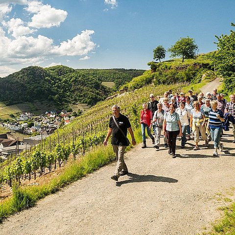 Wandergruppe auf dem Rückweg von der Saffenburg in Mayschoß