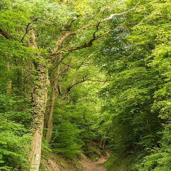 AhrSteig im Wald