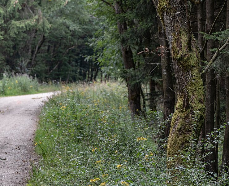Forstweg