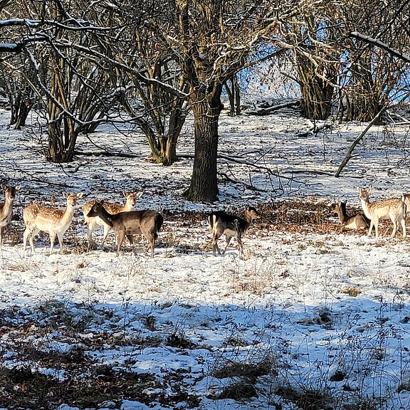 Nachbars Rehe im Schnee