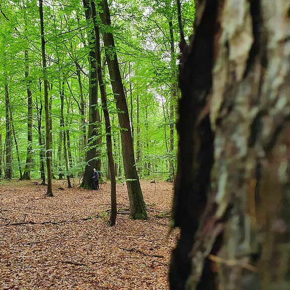 Waldbaden mit RobinWoods