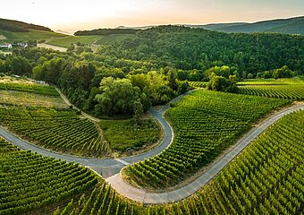 Weinberge oberhalb von Walporzheim