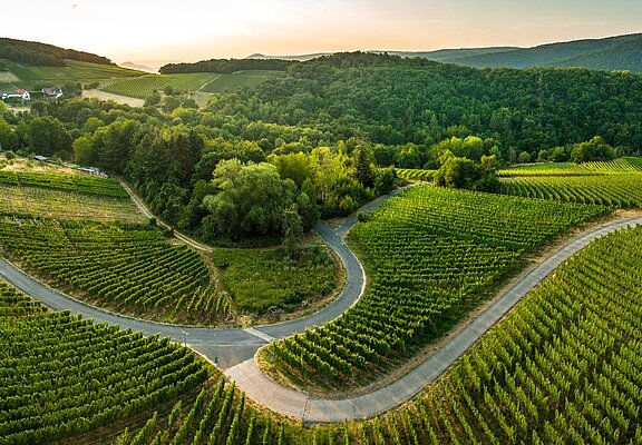 Weinberge oberhalb von Walporzheim