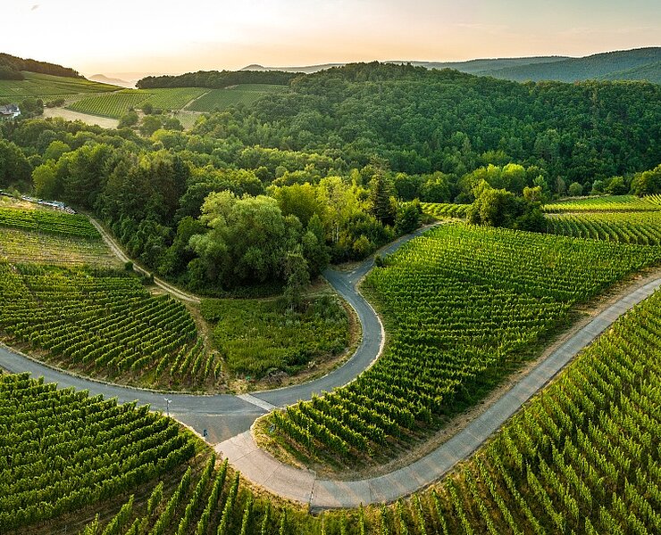 Weinberge oberhalb von Walporzheim
