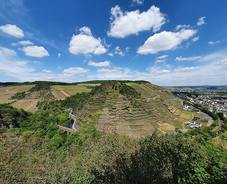 Katzley, Ahrtal, Wandern, AhrSteig, Ahr, Walporzheim, Bunte Kuh
