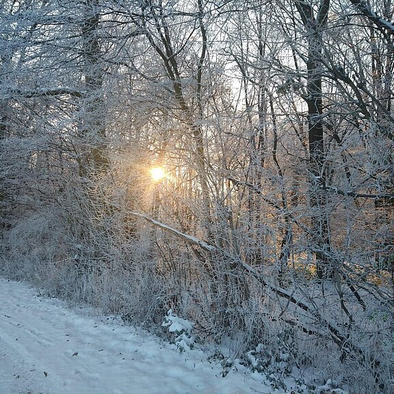 Schneewandern an der Landskrone22