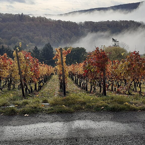 Herbststimmung auf dem Rotwein-Wanderweg .